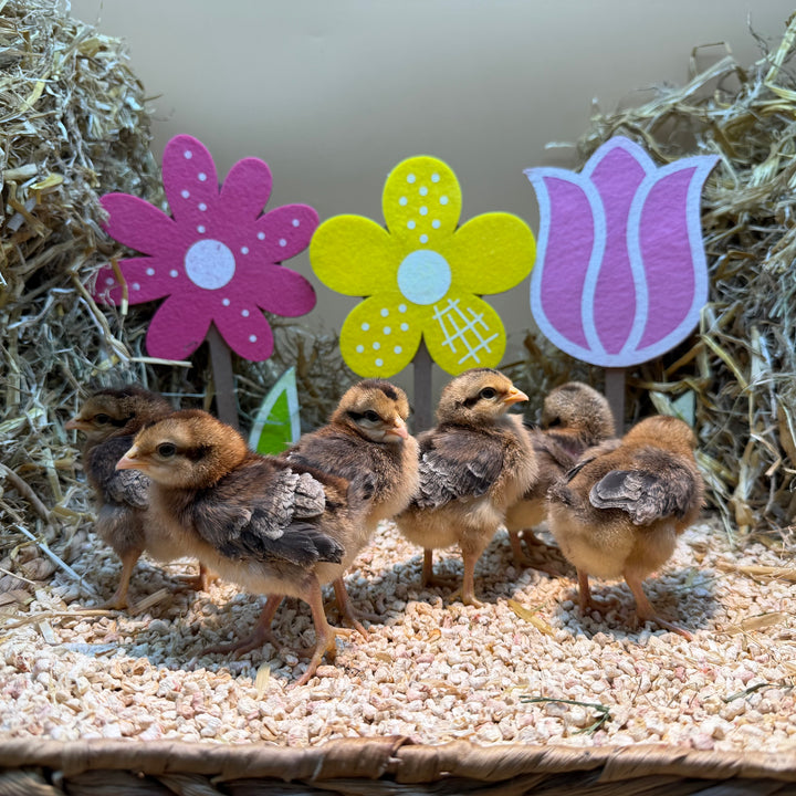 Cream Legbar Kuikens