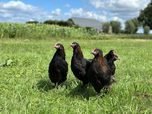 Marans