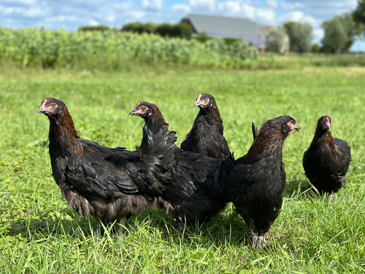 Marans