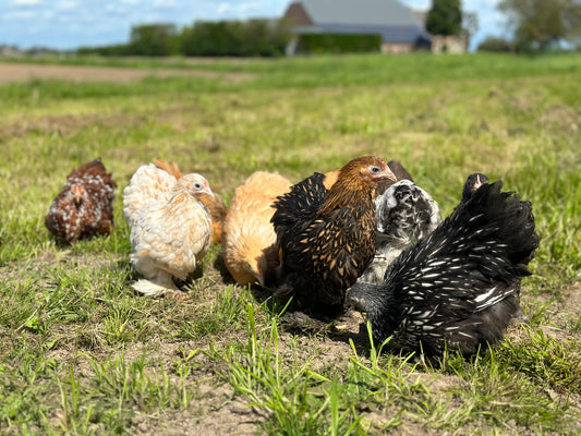 COCHIN KRIEL KUIKENS