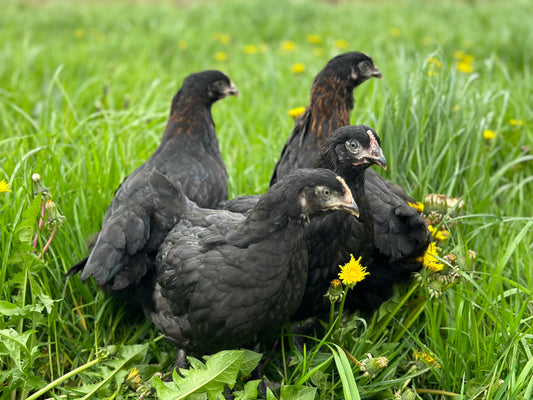 MARANS KUIKENS