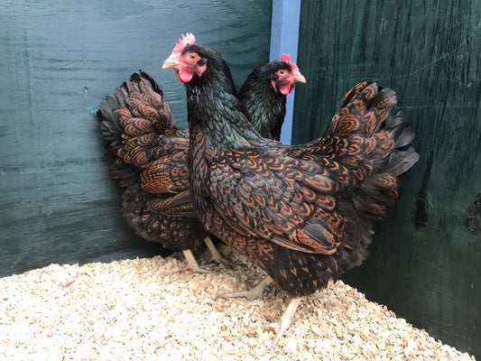 BARNEVELDER