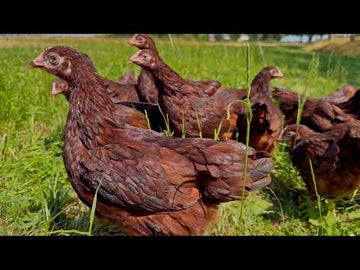 Rhode Island Red krielen uitlegvideo