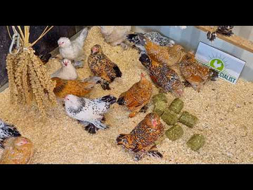 Nederlandse sabelpootkrielen divserse kleuren