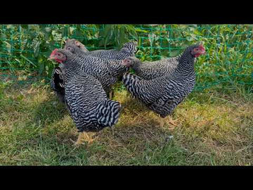Amrock kriel uitlegvideo